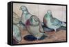 Pigeons-Carolyn Hubbard-Ford-Framed Stretched Canvas