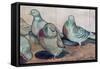 Pigeons-Carolyn Hubbard-Ford-Framed Stretched Canvas