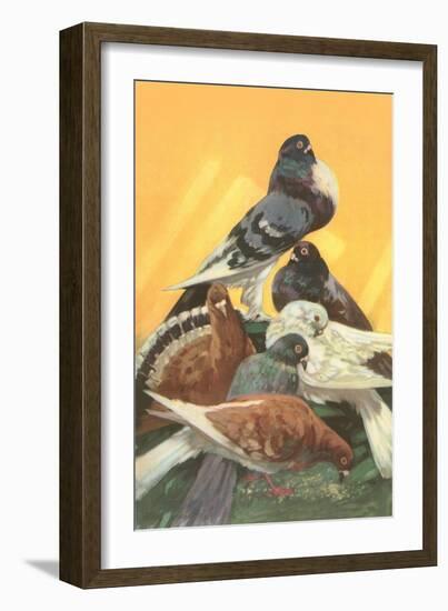 Pigeons-null-Framed Art Print