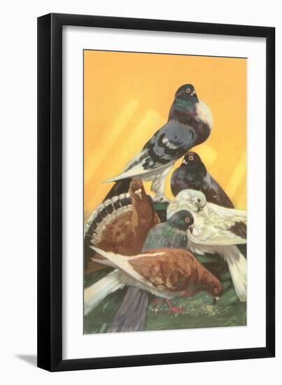 Pigeons-null-Framed Art Print