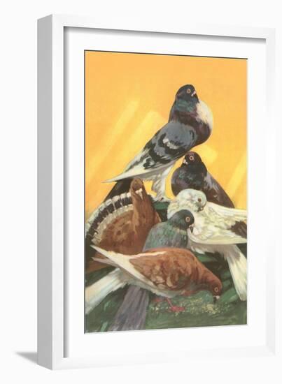 Pigeons-null-Framed Art Print