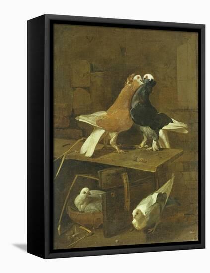 Pigeons-Jacomo Victors-Framed Stretched Canvas