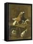 Pigeons-Jacomo Victors-Framed Stretched Canvas