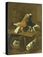 Pigeons-Jacomo Victors-Stretched Canvas