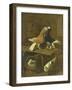 Pigeons-Jacomo Victors-Framed Giclee Print