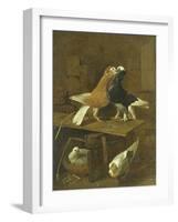 Pigeons-Jacomo Victors-Framed Giclee Print