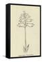 Piggiwiggia Pyramidalis-Edward Lear-Framed Stretched Canvas