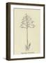 Piggiwiggia Pyramidalis-Edward Lear-Framed Giclee Print