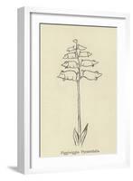 Piggiwiggia Pyramidalis-Edward Lear-Framed Giclee Print