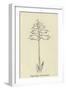 Piggiwiggia Pyramidalis-Edward Lear-Framed Giclee Print