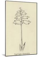 Piggiwiggia Pyramidalis-Edward Lear-Mounted Giclee Print