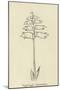 Piggiwiggia Pyramidalis-Edward Lear-Mounted Giclee Print