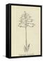 Piggiwiggia Pyramidalis-Edward Lear-Framed Stretched Canvas