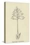 Piggiwiggia Pyramidalis-Edward Lear-Stretched Canvas