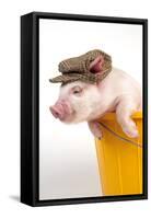 Piglet in a Bucket Wearing a Hat-null-Framed Stretched Canvas