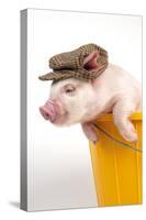 Piglet in a Bucket Wearing a Hat-null-Stretched Canvas