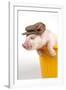 Piglet in a Bucket Wearing a Hat-null-Framed Photographic Print