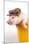 Piglet in a Bucket Wearing a Hat-null-Mounted Photographic Print