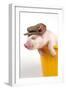 Piglet in a Bucket Wearing a Hat-null-Framed Photographic Print