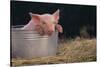 Piglet in a Pail-DLILLC-Stretched Canvas