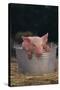 Piglet in a Pail-DLILLC-Stretched Canvas