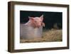 Piglet in a Pail-DLILLC-Framed Photographic Print