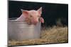 Piglet in a Pail-DLILLC-Mounted Photographic Print