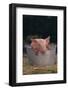 Piglet in a Pail-DLILLC-Framed Photographic Print