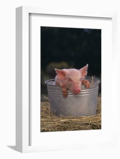 Piglet in a Pail-DLILLC-Framed Photographic Print