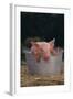 Piglet in a Pail-DLILLC-Framed Photographic Print