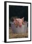 Piglet in a Pail-DLILLC-Framed Photographic Print