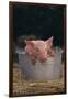 Piglet in a Pail-DLILLC-Framed Photographic Print