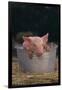 Piglet in a Pail-DLILLC-Framed Photographic Print