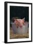 Piglet in a Pail-DLILLC-Framed Photographic Print