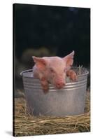 Piglet in a Pail-DLILLC-Stretched Canvas