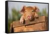 Piglet in Antique Wooden Egg Box, Findlay, Ohio, USA-Lynn M^ Stone-Framed Stretched Canvas