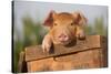 Piglet in Antique Wooden Egg Box, Findlay, Ohio, USA-Lynn M^ Stone-Stretched Canvas
