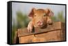Piglet in Antique Wooden Egg Box, Findlay, Ohio, USA-Lynn M^ Stone-Framed Stretched Canvas