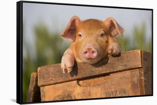 Piglet in Antique Wooden Egg Box, Findlay, Ohio, USA-Lynn M^ Stone-Framed Stretched Canvas