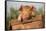 Piglet in Antique Wooden Egg Box, Findlay, Ohio, USA-Lynn M^ Stone-Framed Stretched Canvas