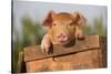 Piglet in Antique Wooden Egg Box, Findlay, Ohio, USA-Lynn M^ Stone-Stretched Canvas