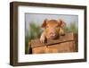 Piglet in Antique Wooden Egg Box, Findlay, Ohio, USA-Lynn M^ Stone-Framed Premium Photographic Print