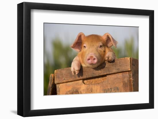 Piglet in Antique Wooden Egg Box, Findlay, Ohio, USA-Lynn M^ Stone-Framed Premium Photographic Print