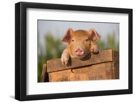 Piglet in Antique Wooden Egg Box, Findlay, Ohio, USA-Lynn M^ Stone-Framed Premium Photographic Print