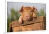 Piglet in Antique Wooden Egg Box, Findlay, Ohio, USA-Lynn M^ Stone-Framed Photographic Print