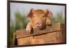 Piglet in Antique Wooden Egg Box, Findlay, Ohio, USA-Lynn M^ Stone-Framed Photographic Print