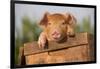 Piglet in Antique Wooden Egg Box, Findlay, Ohio, USA-Lynn M^ Stone-Framed Photographic Print