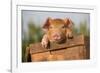 Piglet in Antique Wooden Egg Box, Findlay, Ohio, USA-Lynn M^ Stone-Framed Photographic Print