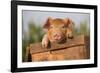 Piglet in Antique Wooden Egg Box, Findlay, Ohio, USA-Lynn M^ Stone-Framed Photographic Print