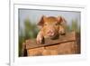 Piglet in Antique Wooden Egg Box, Findlay, Ohio, USA-Lynn M^ Stone-Framed Photographic Print